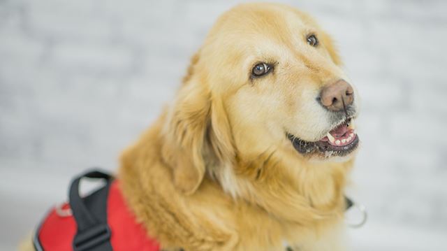 All in a good cause guide dog